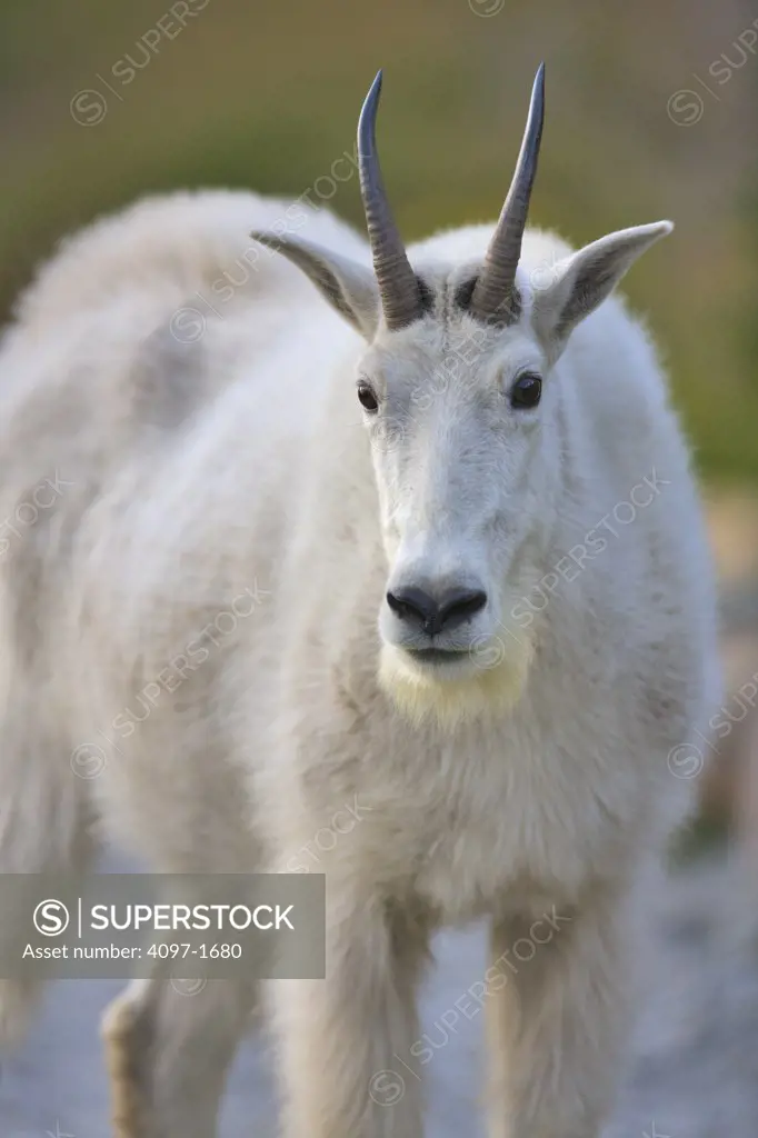 Mountain goat (Oreamnos americanus) standing in a park, US Glacier National Park, Montana, USA