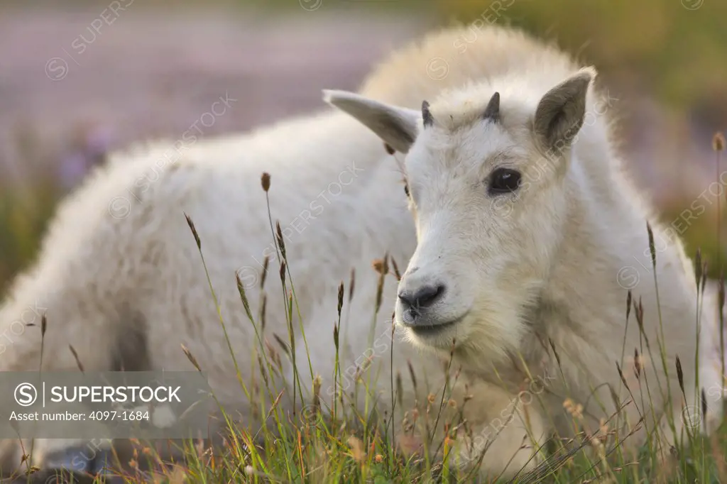 Mountain goat (Oreamnos americanus) lying in a park, US Glacier National Park, Montana, USA