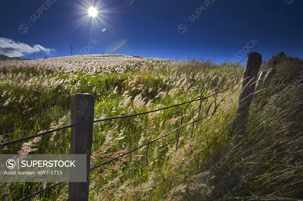 Barbed wire fence in a pasture, Maui, Hawaii, USA