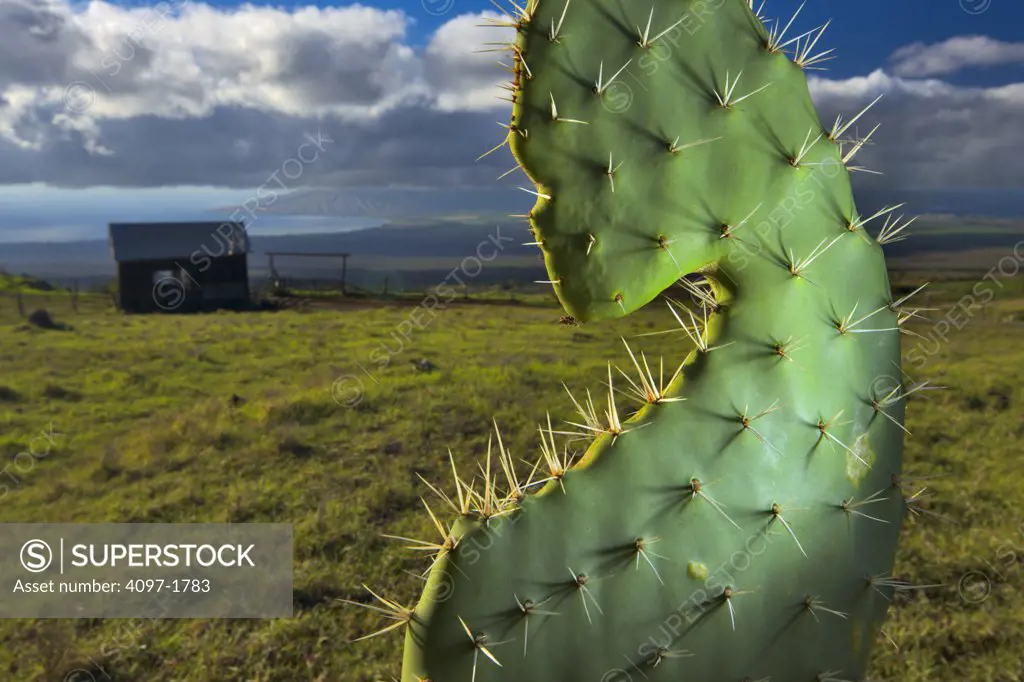 Cactus with old salt barn in background, Ka'ono'ulu Ranch, Maui, Hawaii, USA