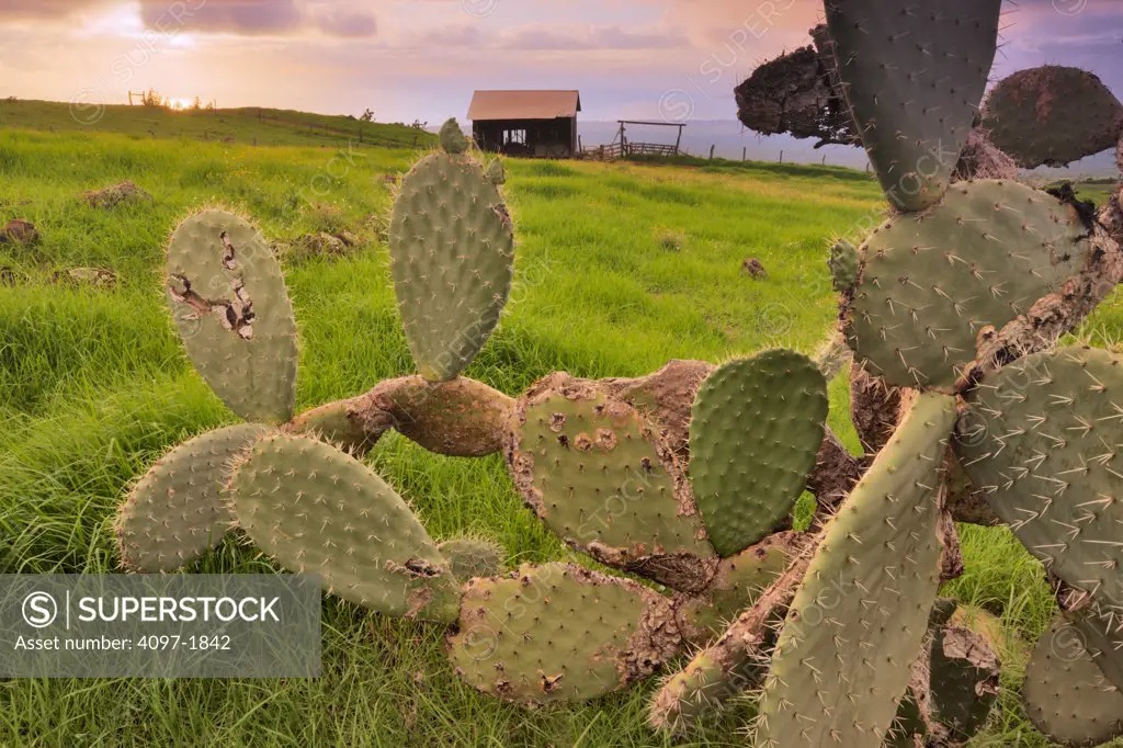 Cactus plants with salt barn in background in a field, Ka'ono'ulu Ranch, Maui, Hawaii, USA