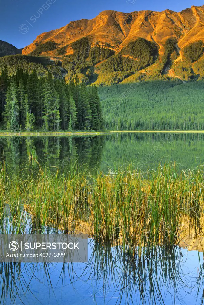 Reflection of a mountain in a lake, Buck Lake, Maligne Range, Jasper National Park, Alberta, Canada