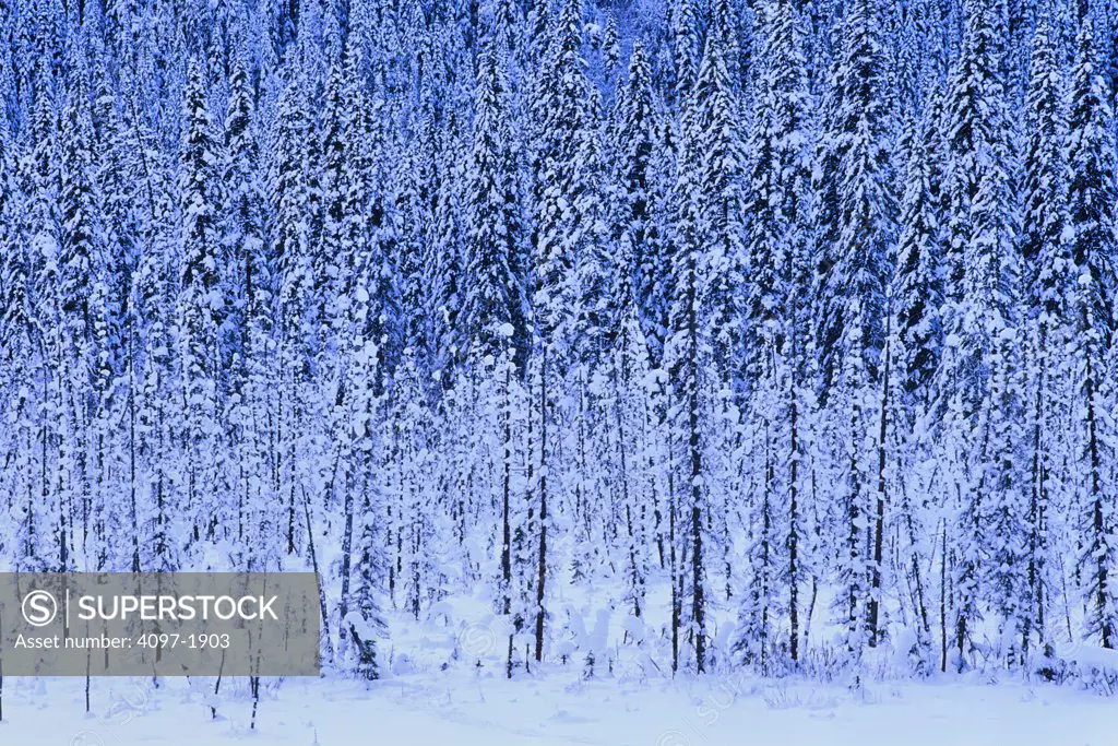 Snow covered trees on a mountain, Canadian Rockies, Jasper National Park, Alberta, Canada