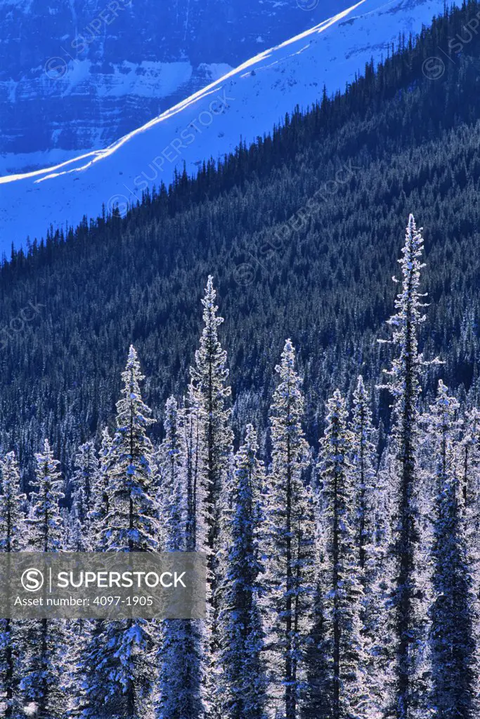 Snow covered trees on a mountain, Jasper National Park, Alberta, Canada