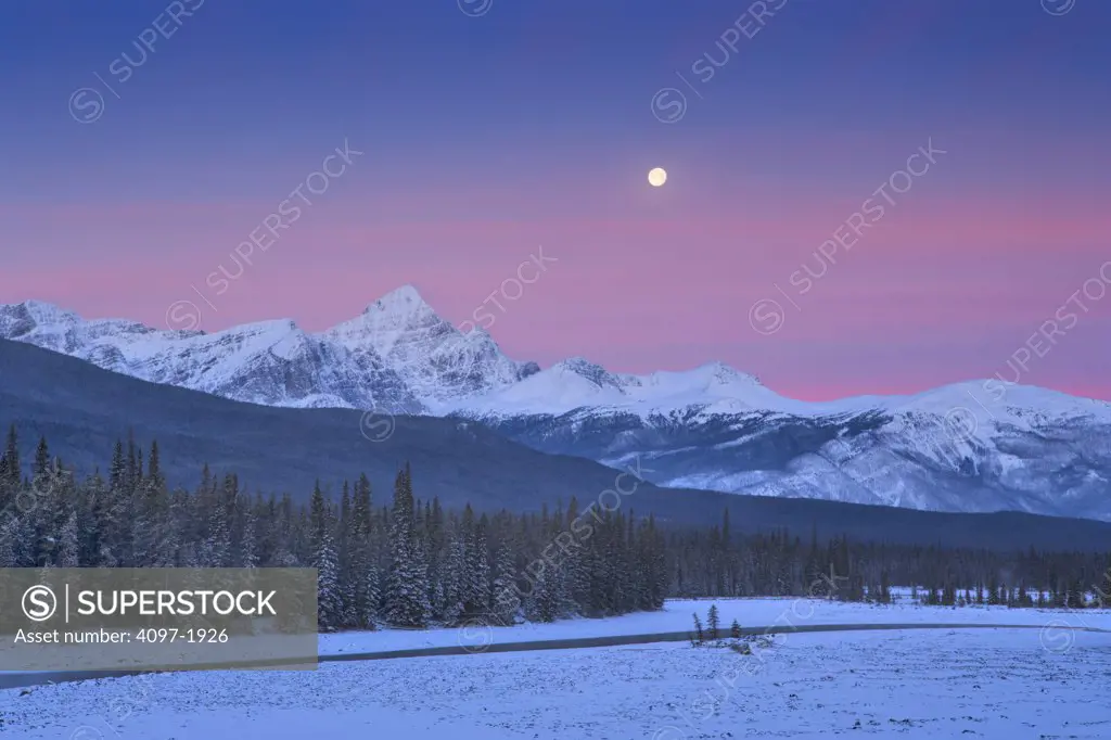 Trees in front of mountains, Athabasca River, Mount Fryatt, Jasper National Park, Alberta, Canada