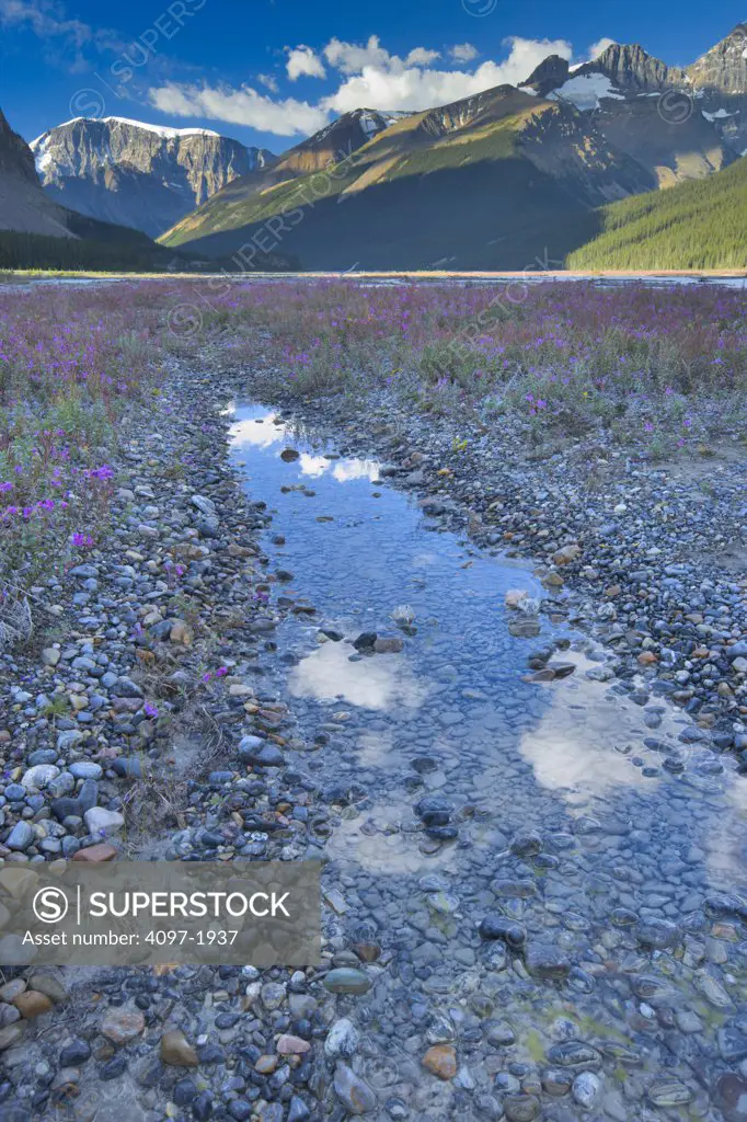 Creek with mountains in the background, Mt Andromeda, Canadian Rockies, Jasper National Park, Alberta, Canada