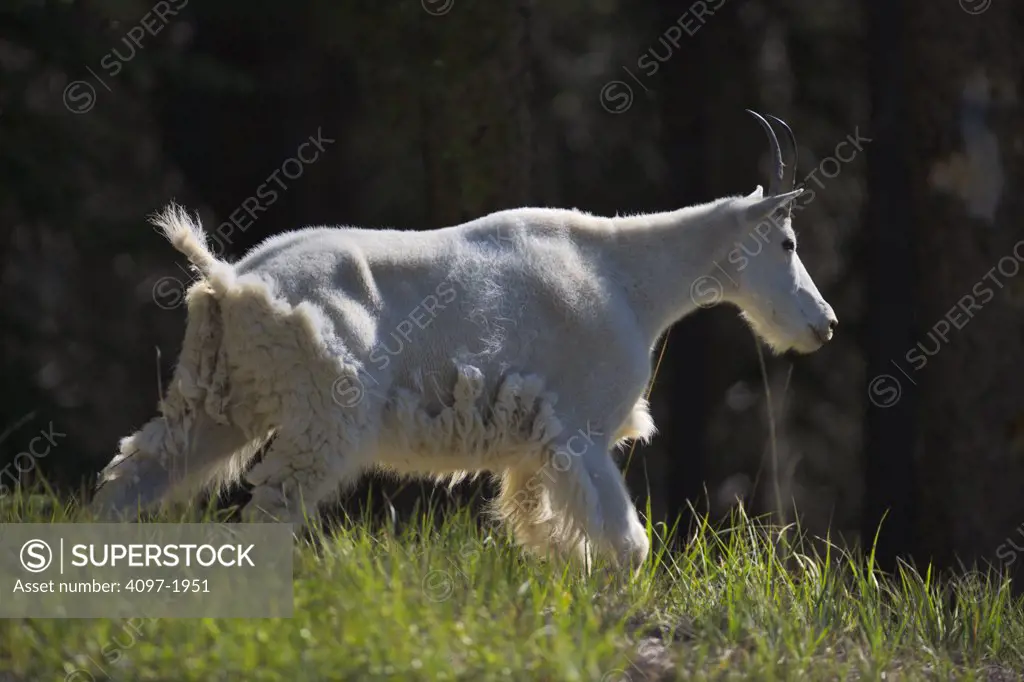 Mountain goat (Oreamnos americanus) running in a field, Jasper National Park, Alberta, Canada
