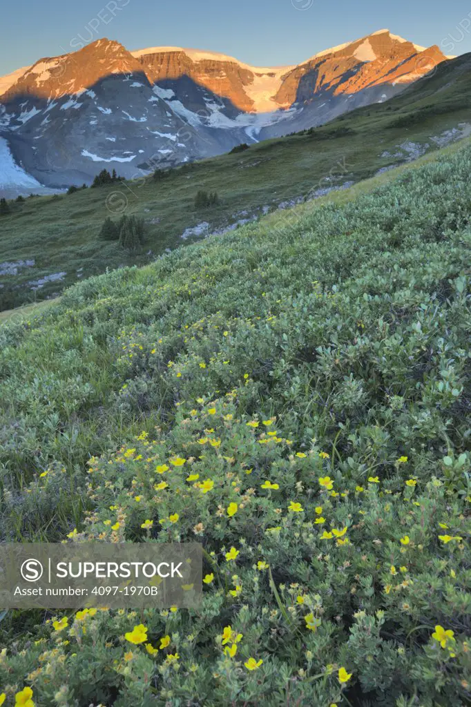 Wildflowers in a field, Athabasca Glacier, Jasper National Park, Alberta, Canada