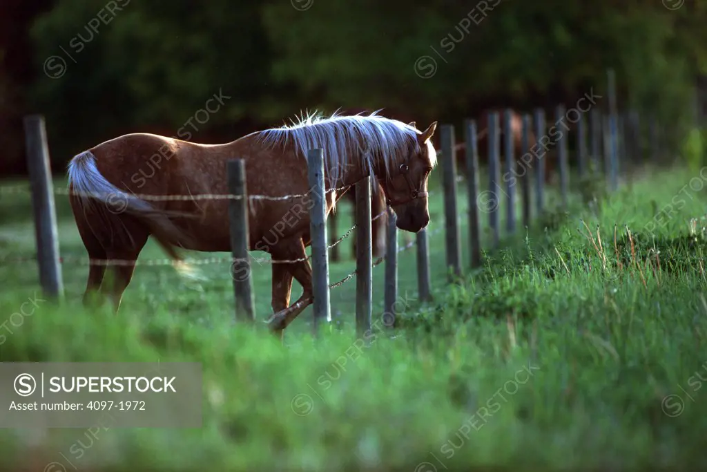 Horse in a pasture, Alberta, Canada