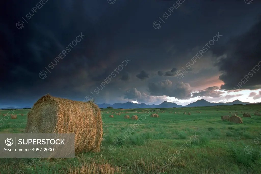 Hay bales in a field, Alberta, Canada