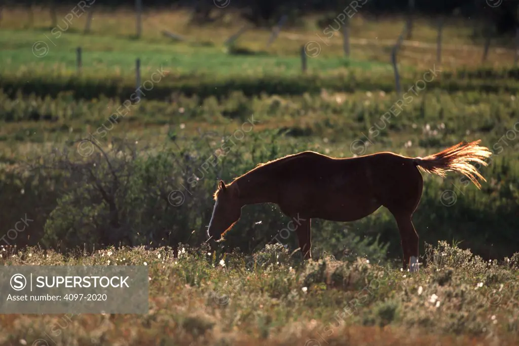 Horse grazing in a pasture, Alberta, Canada