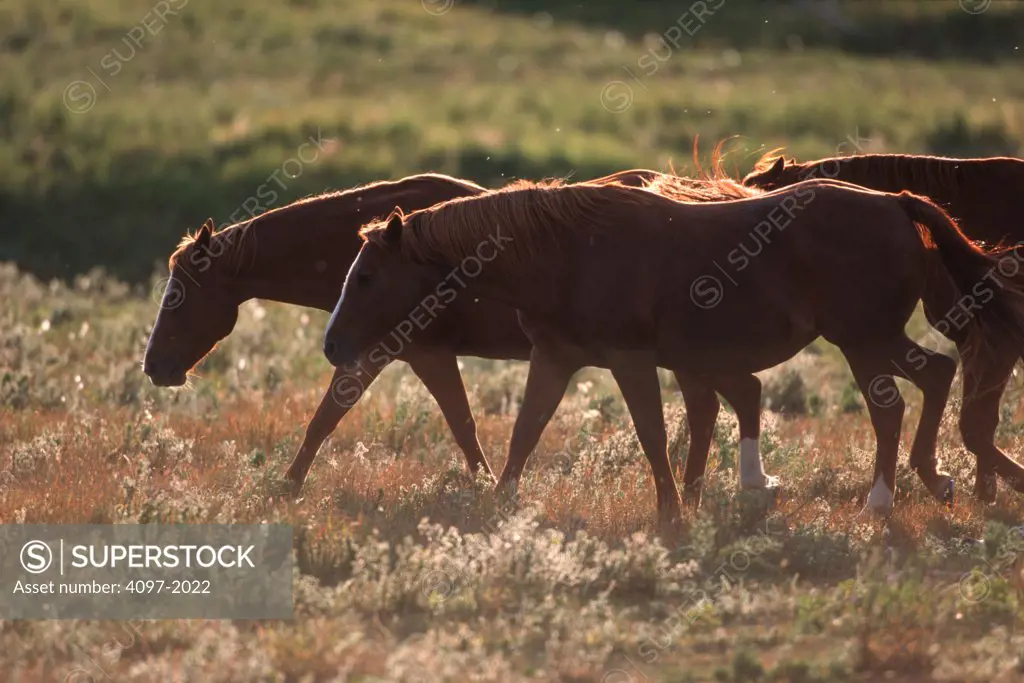 Horses walking in a pasture, Alberta, Canada