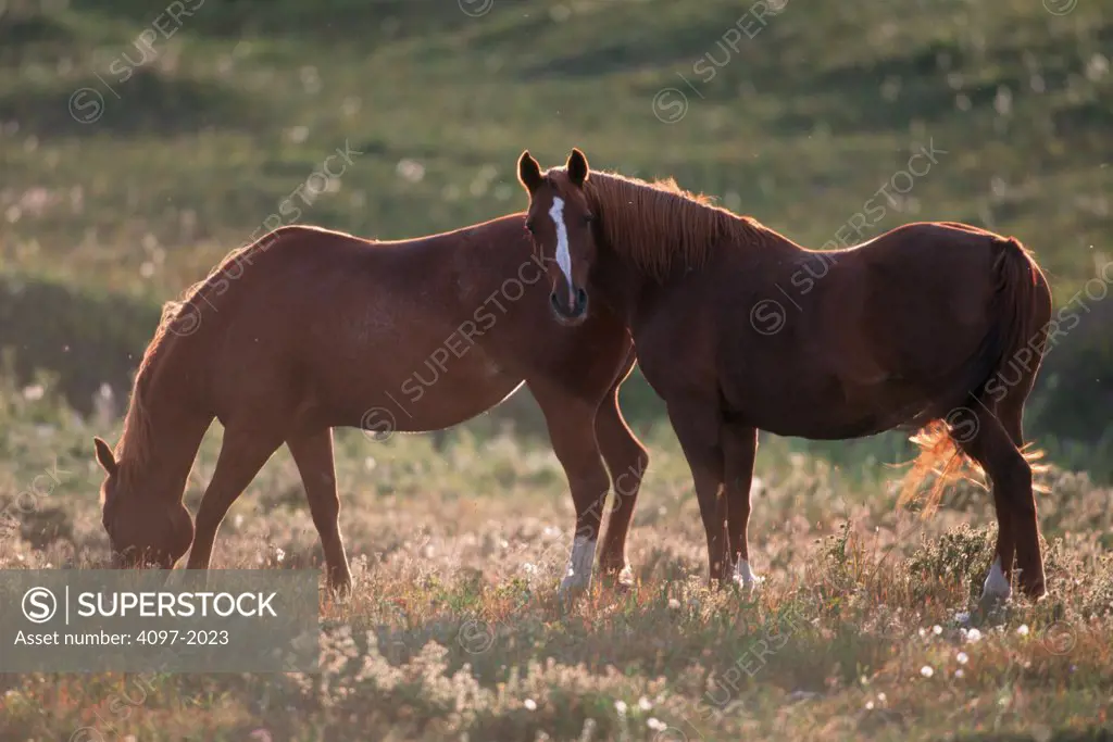 Horses grazing in a pasture, Alberta, Canada