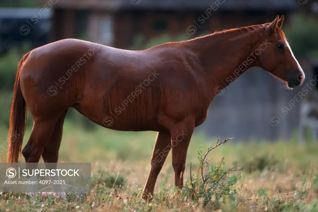 Horse standing in a pasture, Alberta, Canada