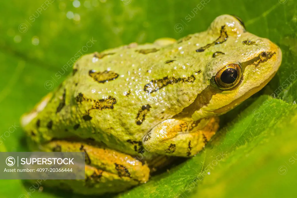 Pacific Chorus Frog (Pseudacris regilla), (formerly Pacific Treefrog, Hyla regilla), Vancouver Island, Canada