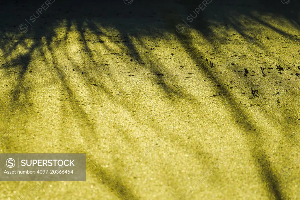 freshwater algae (Zygnemataceae), Vancouver Island, Canada