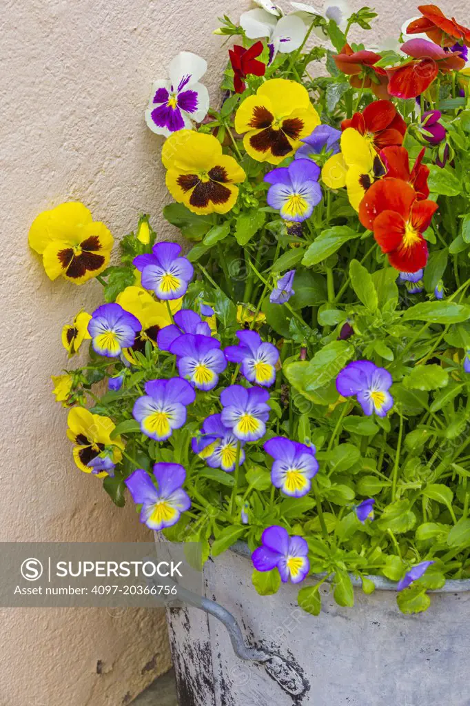 Flower pots in RIQUEWIHR, France