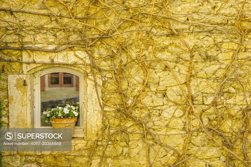 vine covered stone wall with rustic window and flower pot, Town of Menerbes, Provence, France