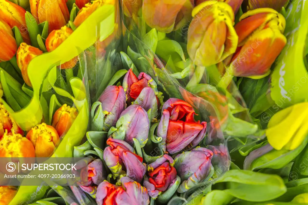 Flowers in outdoor public market, Provence, France