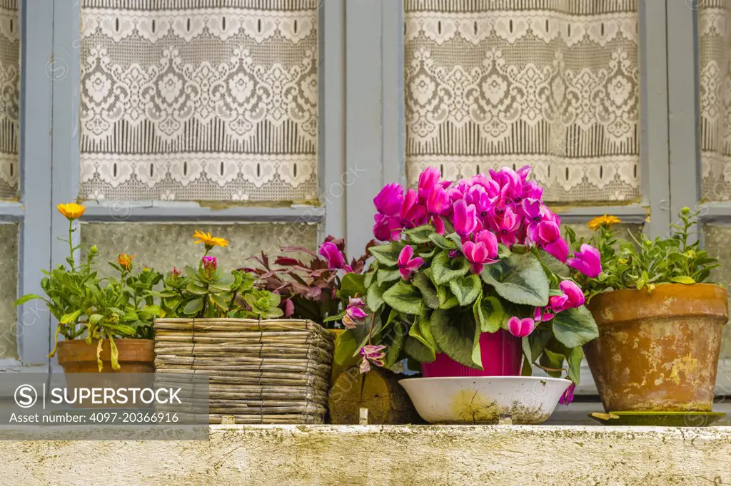 Window ledge with flower pots, Provence, France