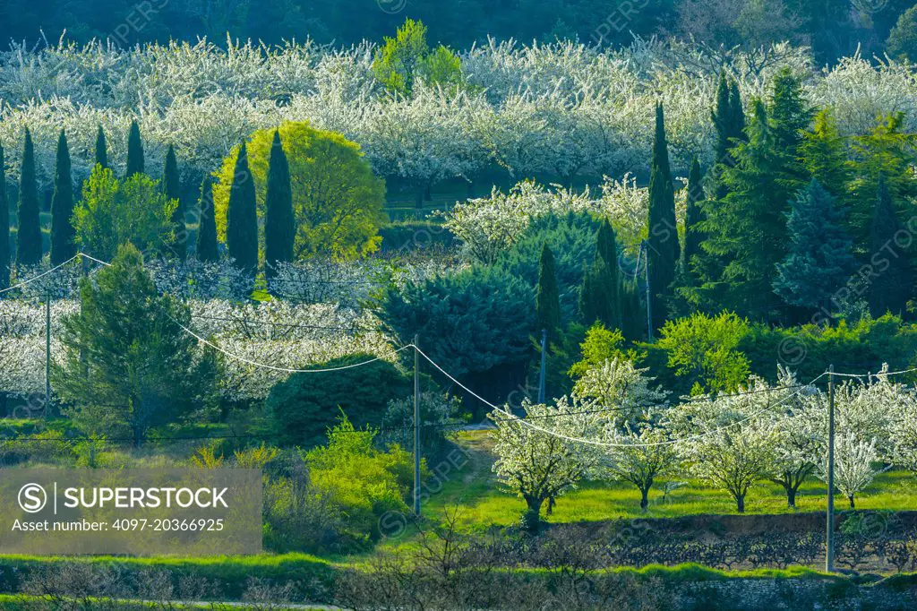 Cherry orchard, Provence, France