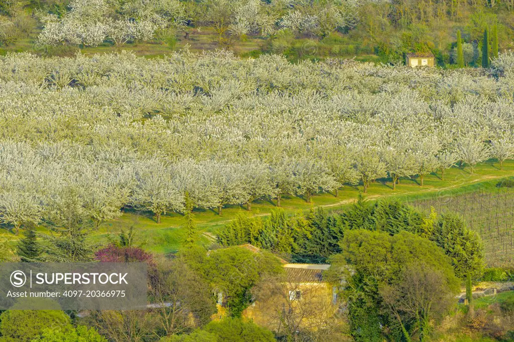 Cherry Orchard, Provence, France