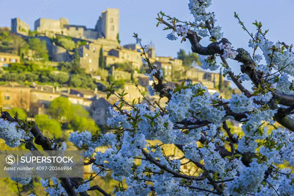Cherry Orchard with town of Lacoste in background, Provence, France
