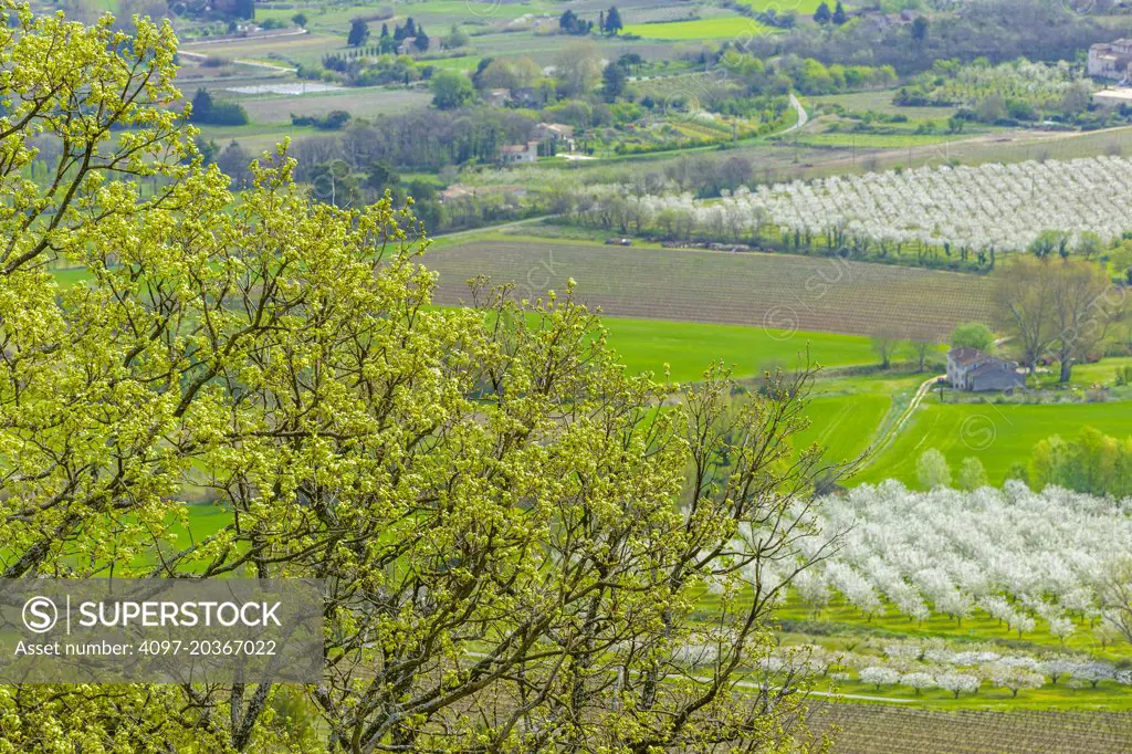 Cherry Orchards, vinyards, and farm houses in Provence, France