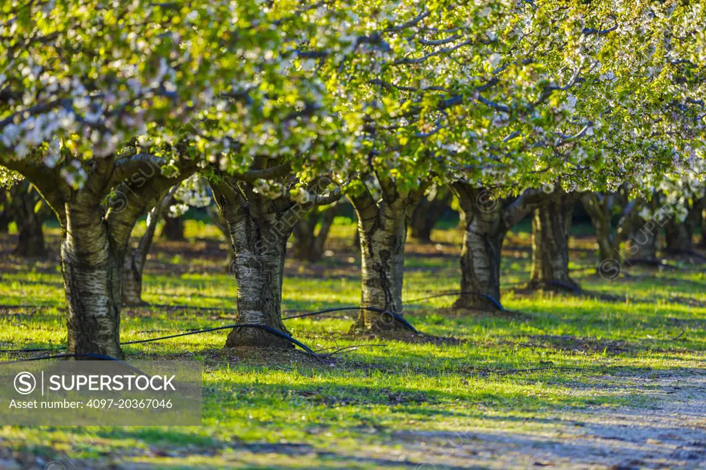 Cherry orchard, Provence, France