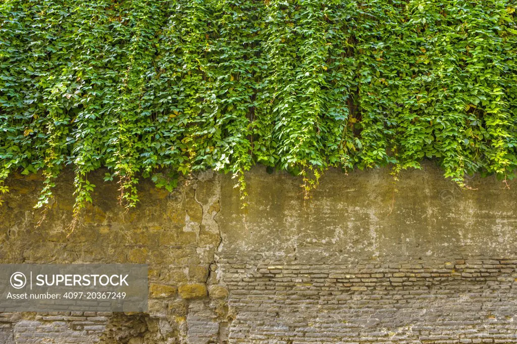 vine covered rustic brick wall, Rome