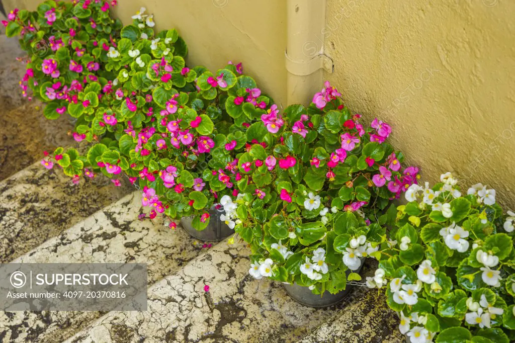 begonia flower pots on stairs of outdoor restaurant, Verona