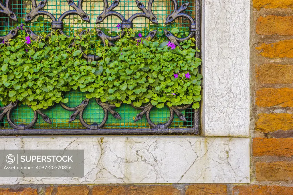 window grate with vines, Venice