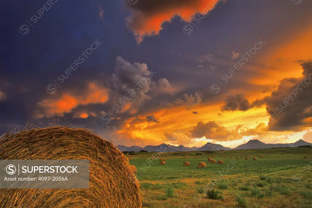 Hay bales in a field, Alberta, Canada