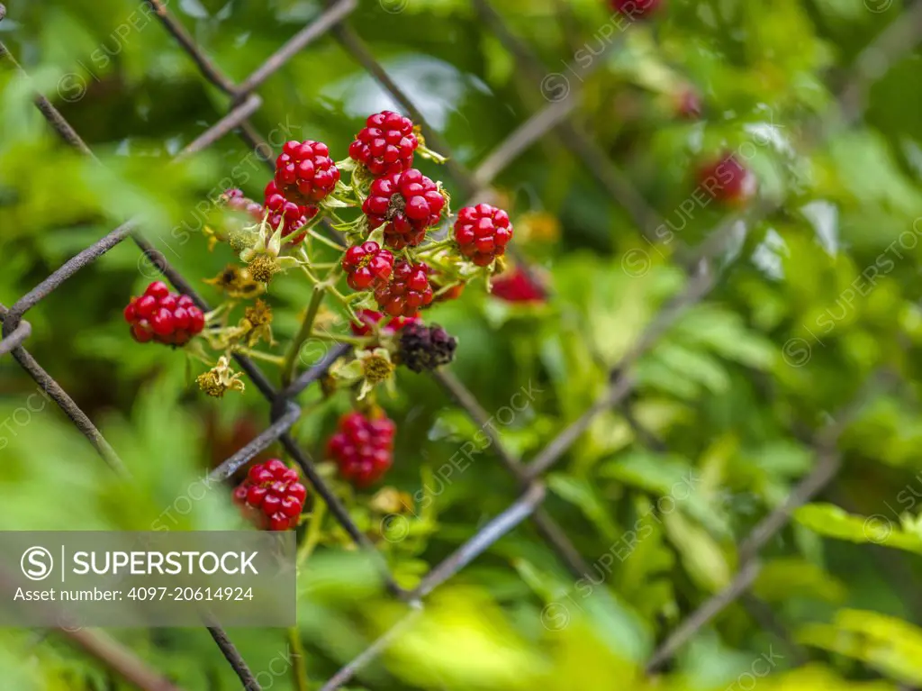 Berries and chain link fence in town of Kaltern in Northern Italy