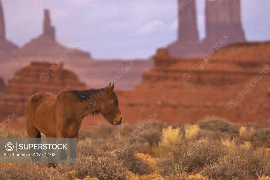 Horse in a field with cliffs in the background, Monument Valley, Arizona-Utah, USA