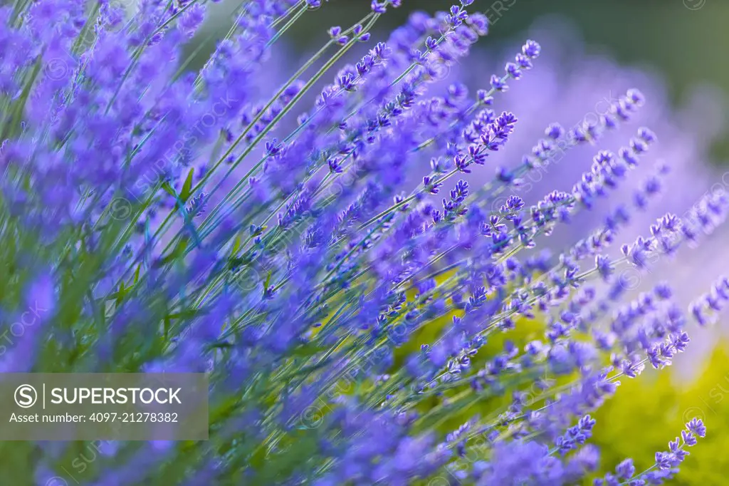 Lavender flowers on Vancouver Island