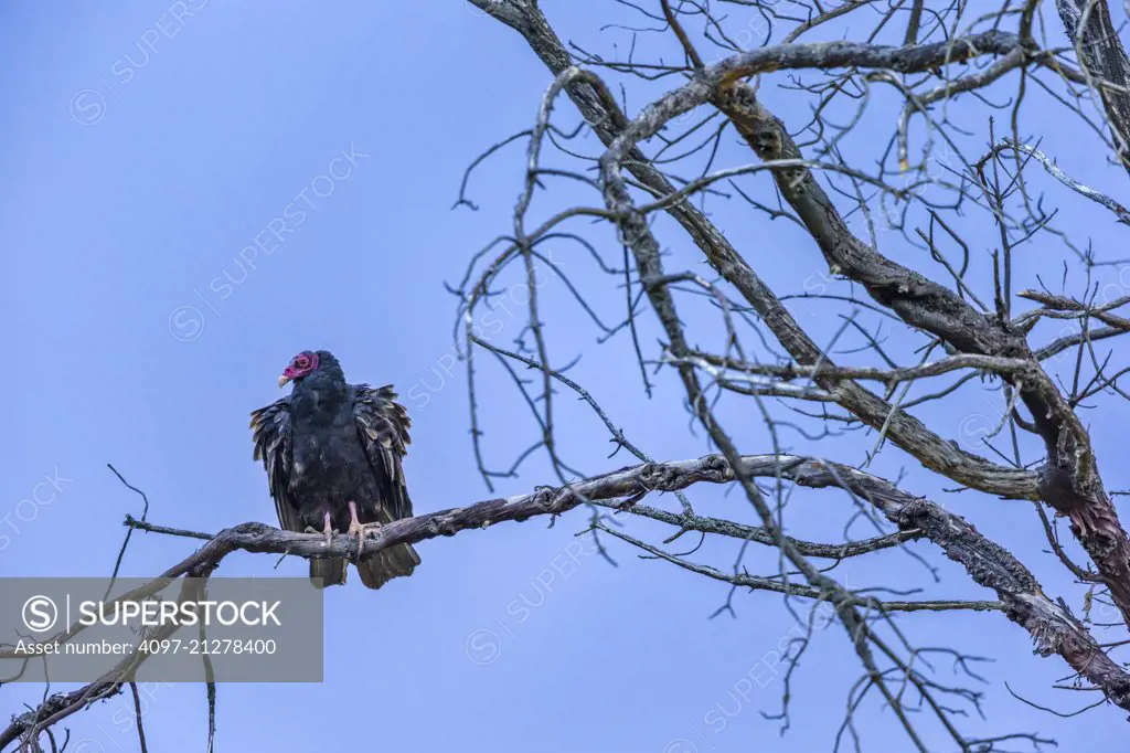 Turkey Vulture, British Columbia