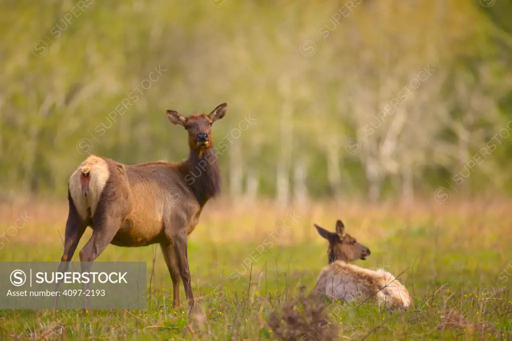 Two Roosevelt elks (Cervus canadensis roosevelti) in a forest, Redwood National Park, California, USA