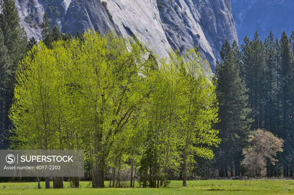 Trees with mountains in the background, Yosemite National Park, California, USA