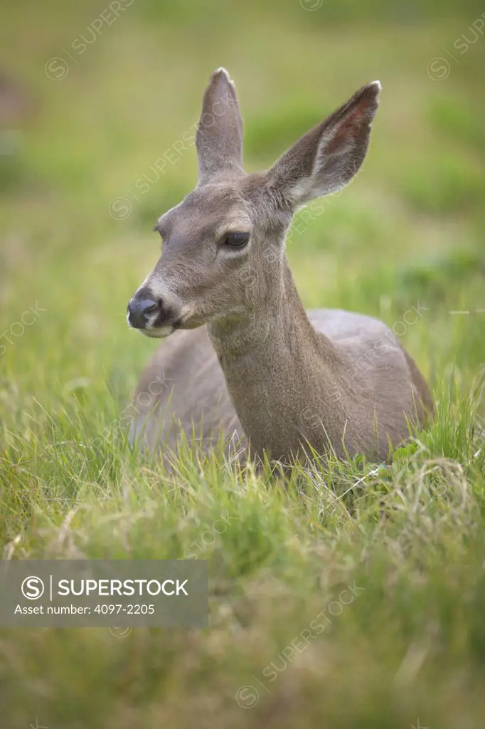 Mule deer (Odocoileus hemionus) standing in a field, Yosemite National Park, California, USA