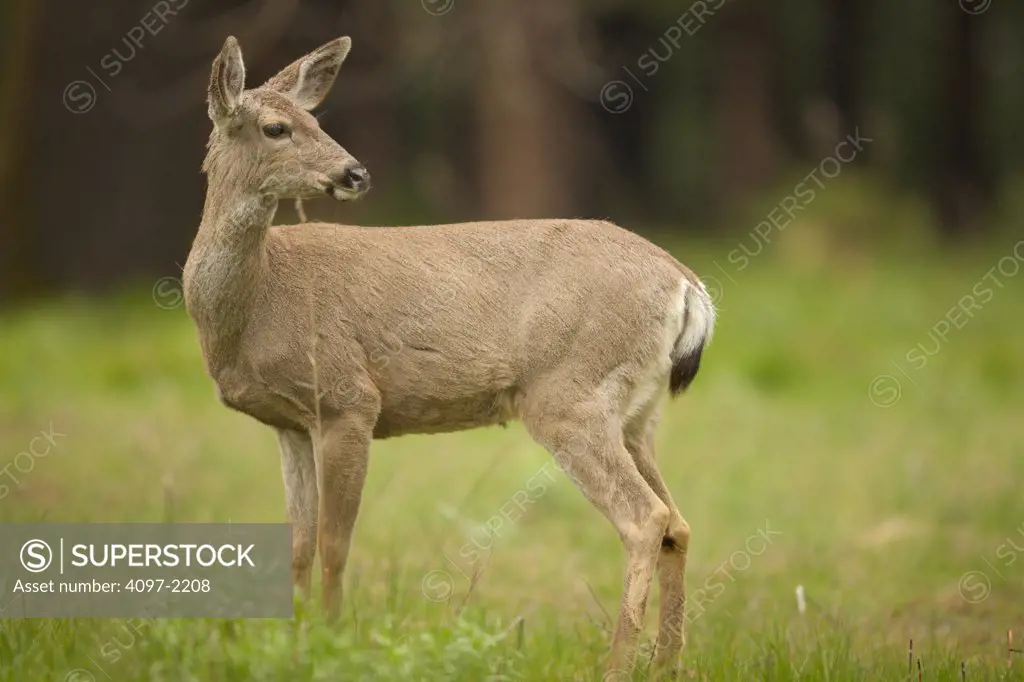 Mule deer (Odocoileus hemionus) standing in a field, Yosemite National Park, California, USA