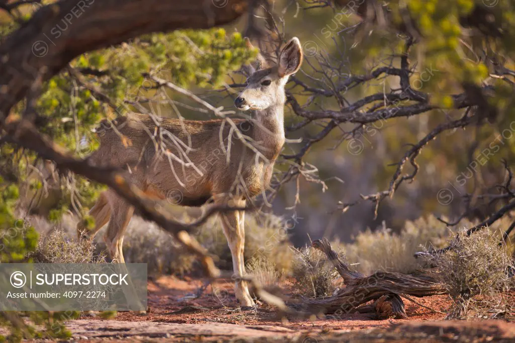 White-Tailed deer (Odocoileus virginianus) standing in a forest, Canyonlands National Park, Utah, USA