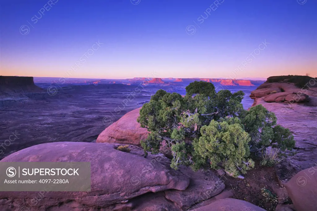 Tree in a canyon, Green River, Island In The Sky, Canyonlands National Park, Utah, USA