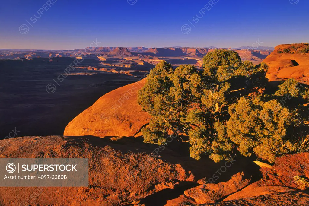 Tree in a canyon, Green River, Island In The Sky, Canyonlands National Park, Utah, USA
