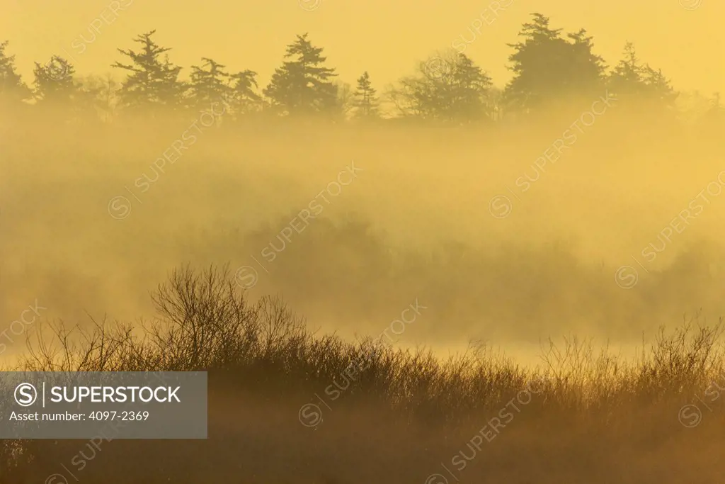 Marsh with trees at misty morning, Swan Lake Nature Sanctuary, Saanich, Victoria, Vancouver Island, British Columbia, Canada