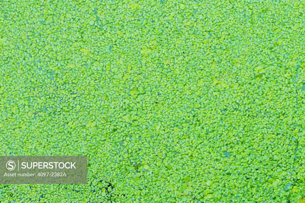 Algae in a lake, Swan Lake, Saanich Peninsula, Victoria, Vancouver Island, British Columbia, Canada