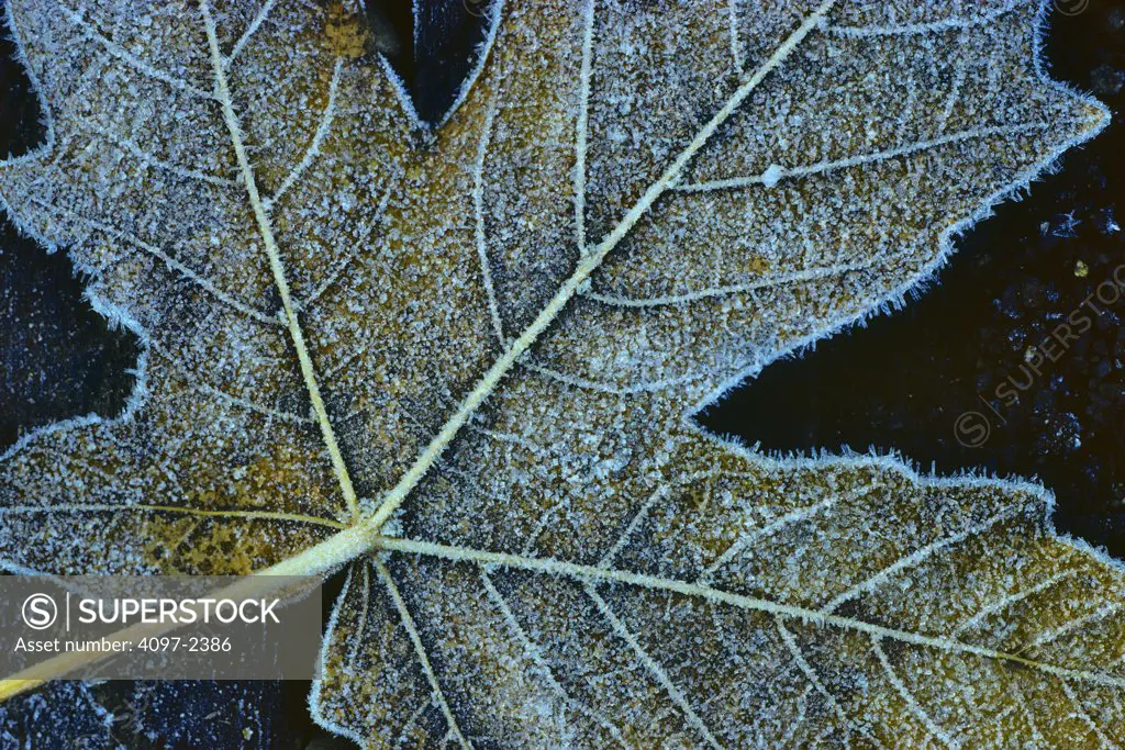Close-up of a fallen maple leaf, Vancouver Island, British Columbia, Canada