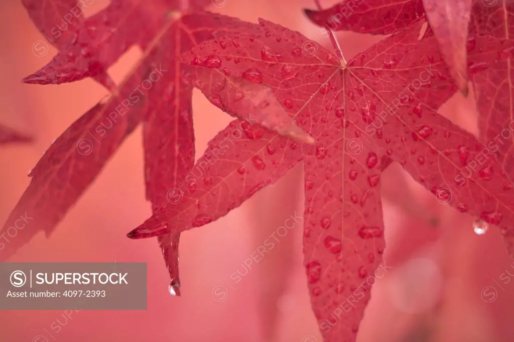Close-up of sweet gum leaves in autumn, Saanich Peninsula, Victoria, Vancouver Island, British Columbia, Canada