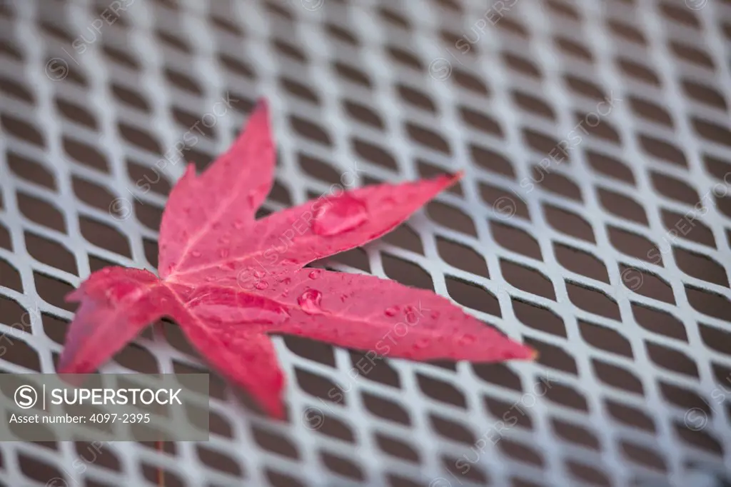 Close-up of a sweet gum leaf, Saanich Peninsula, Victoria, Vancouver Island, British Columbia, Canada