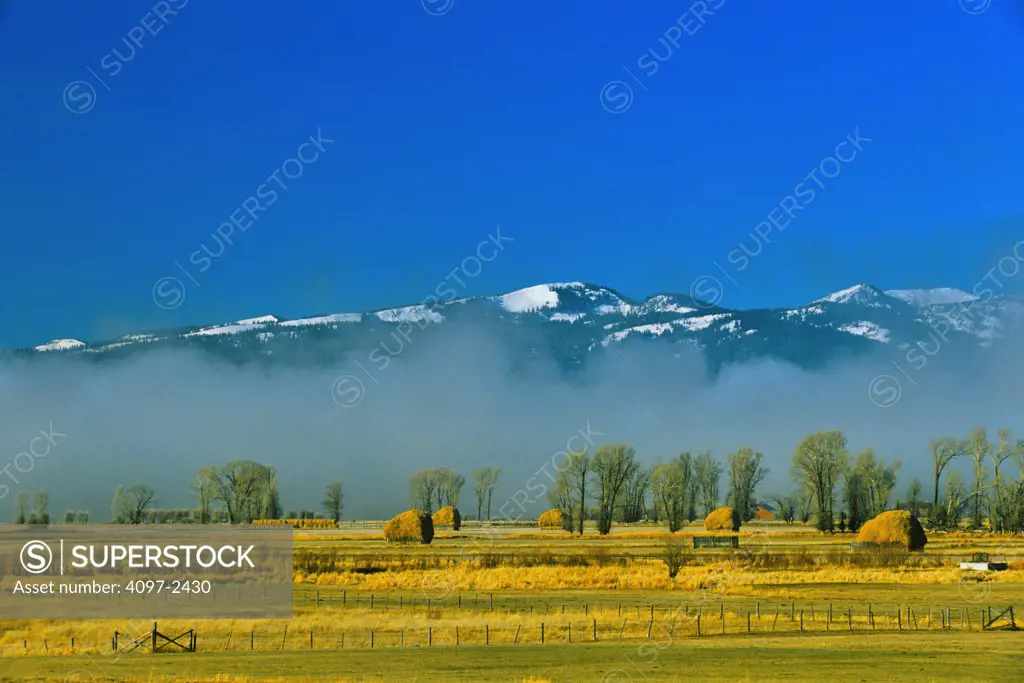 Trees and hay bales in a field, Jackson Hole, Grand Teton National Park, Wyoming, USA
